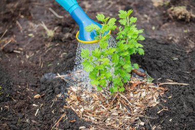 Bahçıvan baharda sulama tenekesinden genç bir bitkiyi sular..