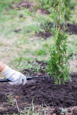 Beyaz eldivenli bir kız Brabant thuja yakınlarında bir tırmıkla toprağı kazıyor..