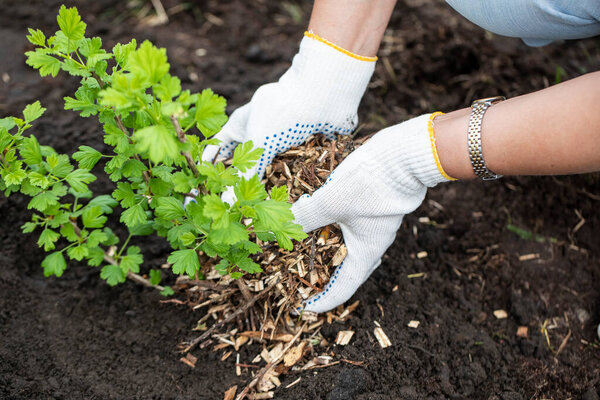 A girl in gloves sprinkles sawdust on a young bush.