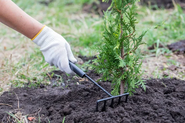 Kız, ekili thuja bitkisinin yakınındaki zemini gevşetiyor..
