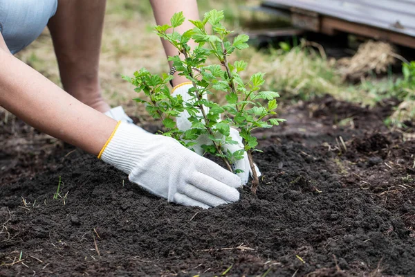 Uma Menina Luvas Brancas Está Plantando Jovem Broto Jardim Fotografia De Stock