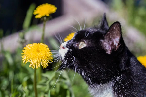 Beautiful Black White Cat Sniffs Dandelion Flower Sunny Day — Stock Photo, Image