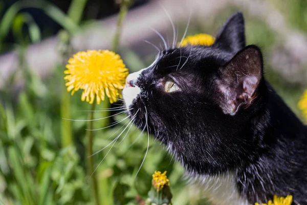 Magnificent Cat Meadow Sniffs Yellow Dandelion — Stock Photo, Image