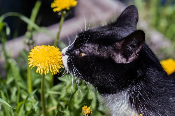 Gorgeous Cat Lawn Sunny Day — Stock Photo, Image