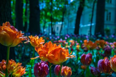 Güzel laleler güneşte ön planda.