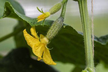 Küçük yeşil salatalıklar sarı çiçekli bir dalda olgunlaşır..