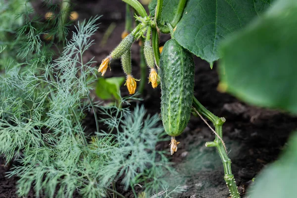 Fresh Green Cucumber Hanging Branch — Stock Photo, Image