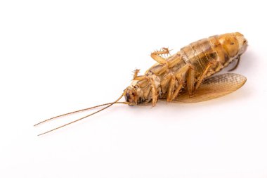 Ölü bir hamamböceği beyaz bir arka planda sırt üstü yatıyor. Makro fotoğrafçılık.