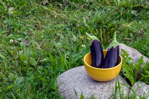Two eggplants with drops of water in a yellow bowl on a stone in a green clearing.