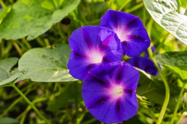 Muhteşem BlueBell çiçekleri açıyor.