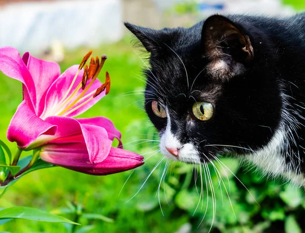 Gorgeous Black Cat Looking Beautiful Flower — Stock Photo, Image