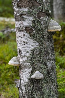 Bir huş ağacında çeşitli mantarlar yetişmiş..