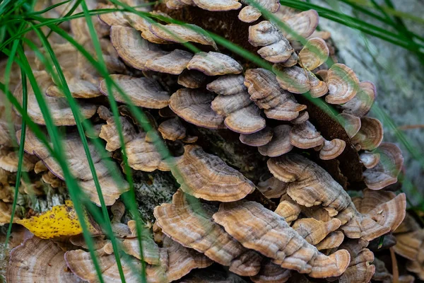 Muitos Cogumelos Tinder Cresceram Para Uma Árvore Floresta — Fotografia de Stock