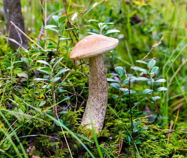 Podberezovik Cogumelos Magnífico Uma Perna Longa Cresce Floresta — Fotografia de Stock