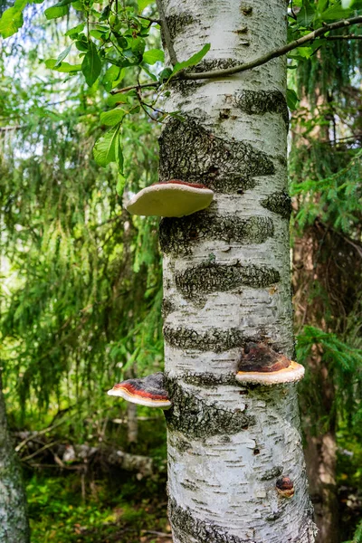 Tinder Cogumelos Uma Bétula Floresta — Fotografia de Stock