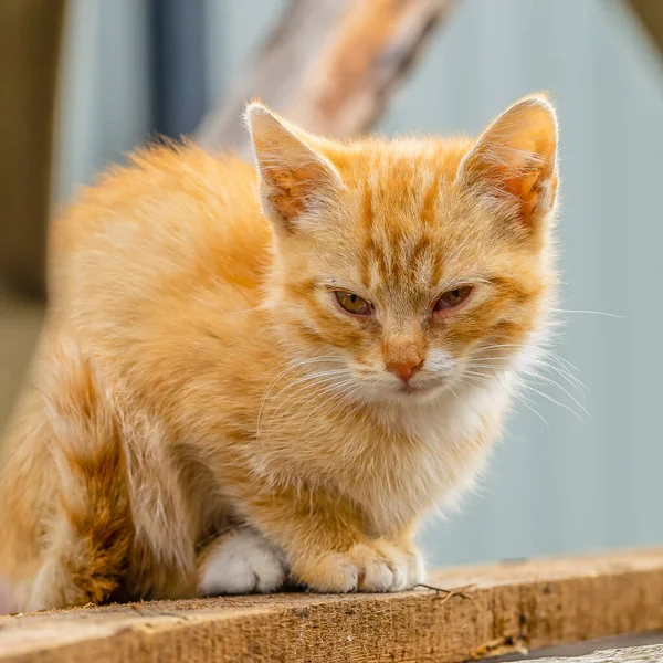 Small Red Kitten Sitting Board Sleepy Eyes — Stock Photo, Image