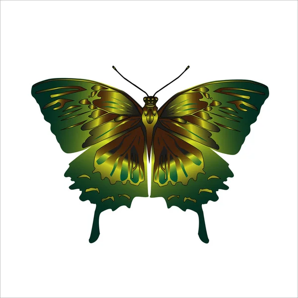Vektorová Ilustrace Barevného Zlatozeleného Motýla Izolovaného Bílém Pozadí — Stockový vektor