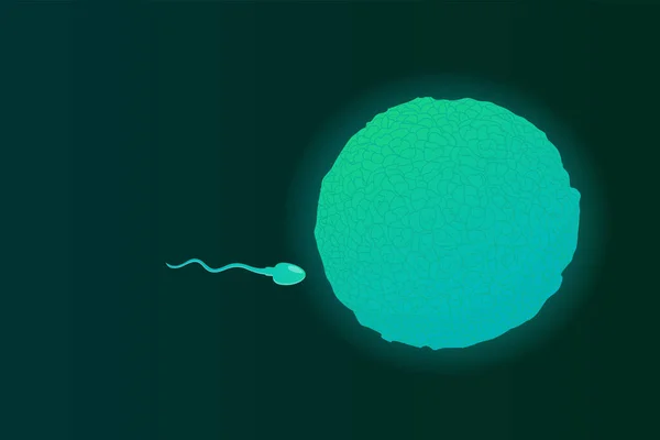 Illustrazione Vettoriale Uno Spermatozoo Umano Una Cellula Uovo — Vettoriale Stock