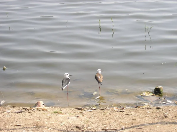 Oiseaux Sur Rive Rivière Inde — Photo