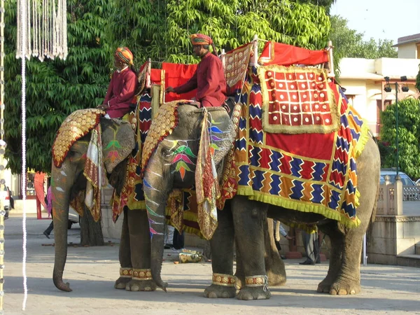 Hindistan 'da düğün. Fil binicileri töreni bekliyor..