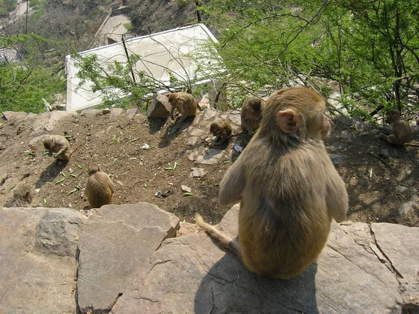 Jaipur 'un dışında, Hindistan' da bir sokak.