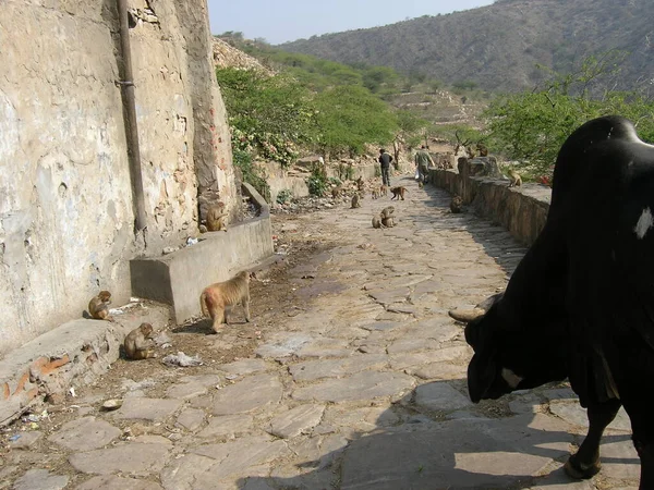 Jaipur 'un dışında, Hindistan' da bir sokak.