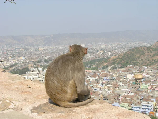 Maymun Jaipur şehrini yukarıdan görüyor. Hindistan.