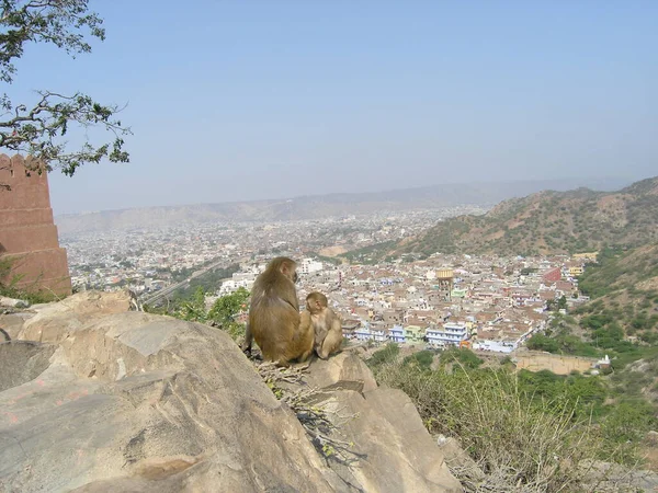 Hindistan 'da bir maymun ailesi. Jaipur..