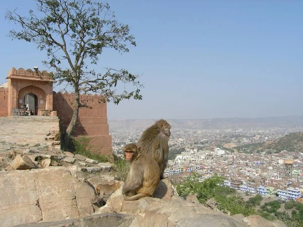 Eine Affenfamilie Indien Jaipur — Stockfoto