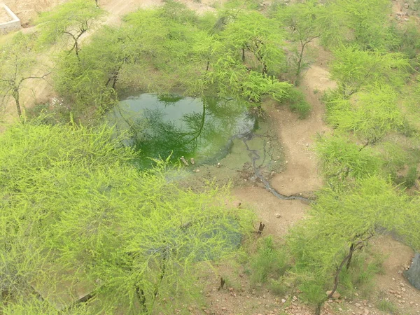 Genç ağaçlar arasında yeşil su birikintisi