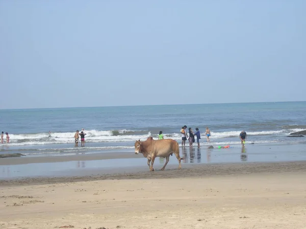 Vaca Praia Goa — Fotografia de Stock