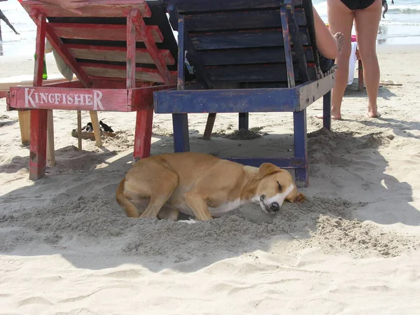 インドのゴアのビーチで犬 ストック写真