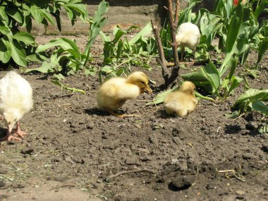 Ördek yavruları köydeki bahçede yiyecek arıyorlar.