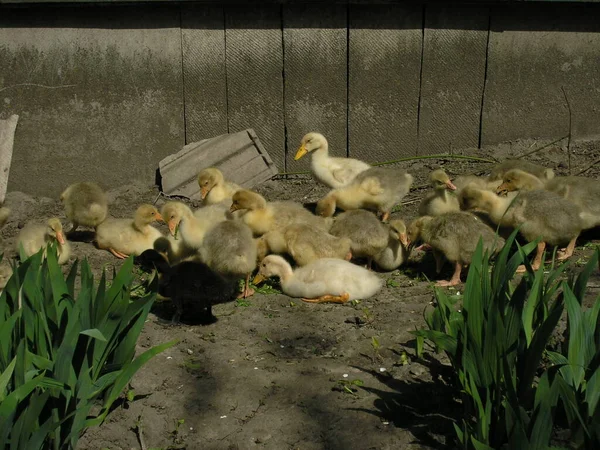 Ducklings Looking Food Garden Village — Stock Photo, Image