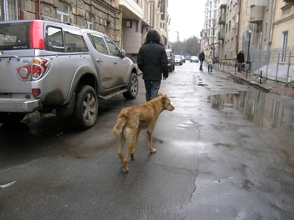 Stray Dog Streets Odessa Ukraine — Stock Photo, Image