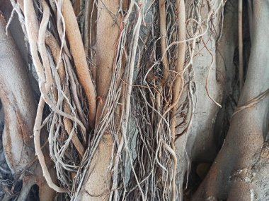 İncir ağacının kalın gövdesi.