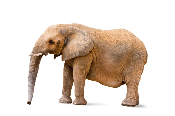 Fechar Fêmea Elefante Animal Isolado Fundo Branco — Fotografia de Stock