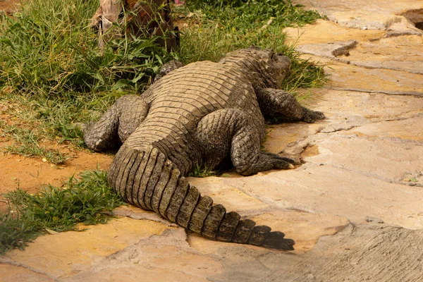 Zadek Krokodýla Zoologické Zahradě Saúdské Arábii — Stock fotografie