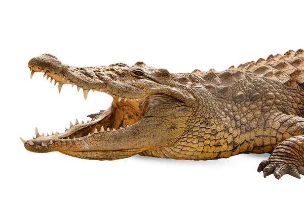 Närbild Till Crocodile Huvud Djur Öppen Mun Isolerad Vit Bakgrund — Stockfoto