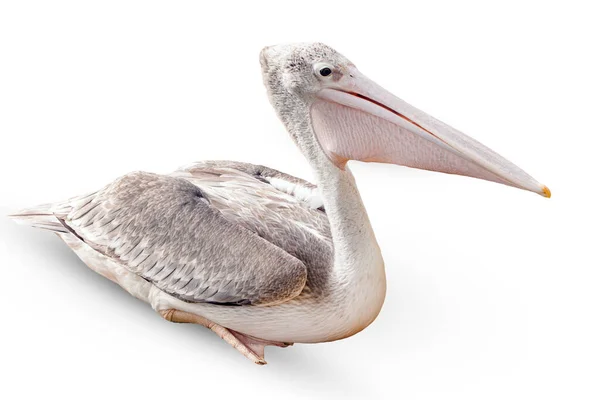 Близько Пелікану Птах Ізольований Білому Тлі — стокове фото