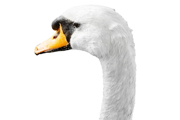 Fechar Cabeça Pássaro Cisne Branco Isolado Fundo Branco — Fotografia de Stock