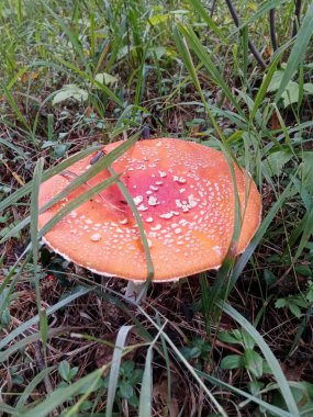 Yazın ormanda mantar sineği uçar..           