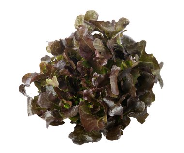 Beyaz arkaplanda meşe yaprağı marulu