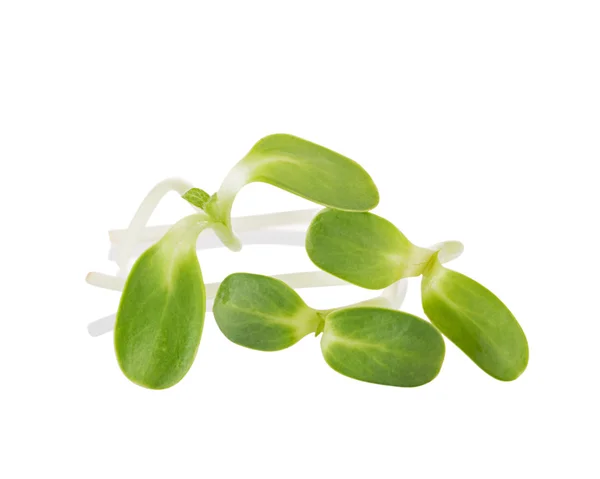 Green young sunflower sprouts isolated on white background — Stock Photo, Image