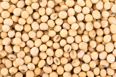 closeup soya fasulye arka plan