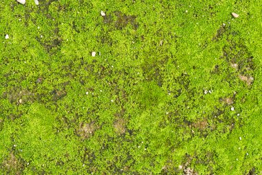 closeup yeşil yosun bankamatik