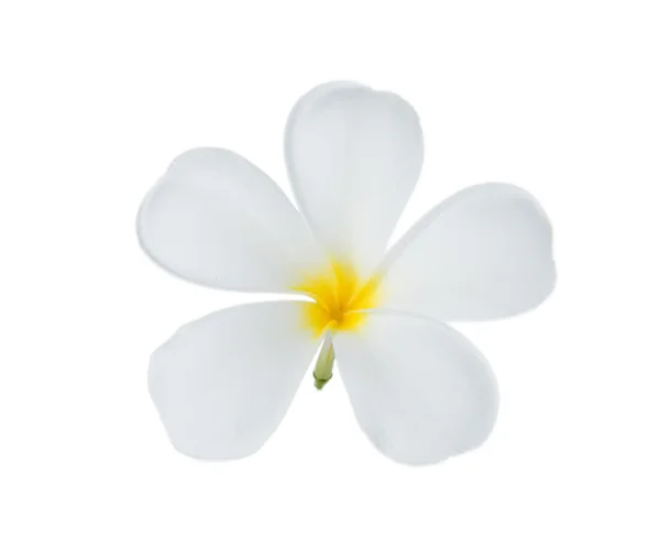 흰 배경의 플 라우 메리아 꽃 — 스톡 사진