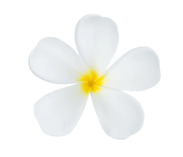 白色背景的梅花 — 图库照片