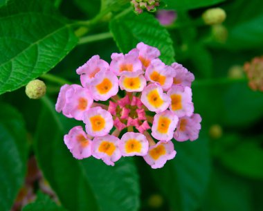 closeup Lantana çiçek arka plan