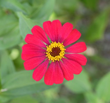 renkli zinnia bahçede çiçek. Üstten Görünüm